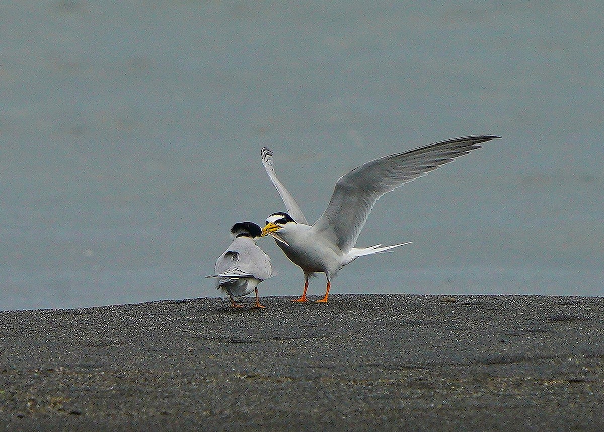 Little Tern - ML618811009