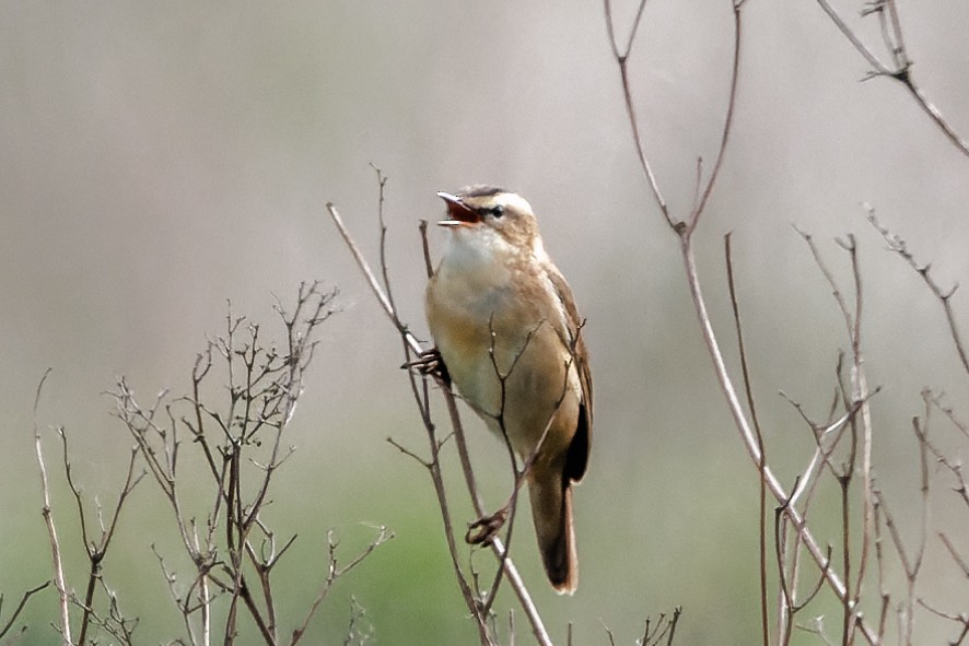 Sedge Warbler - David Spencer