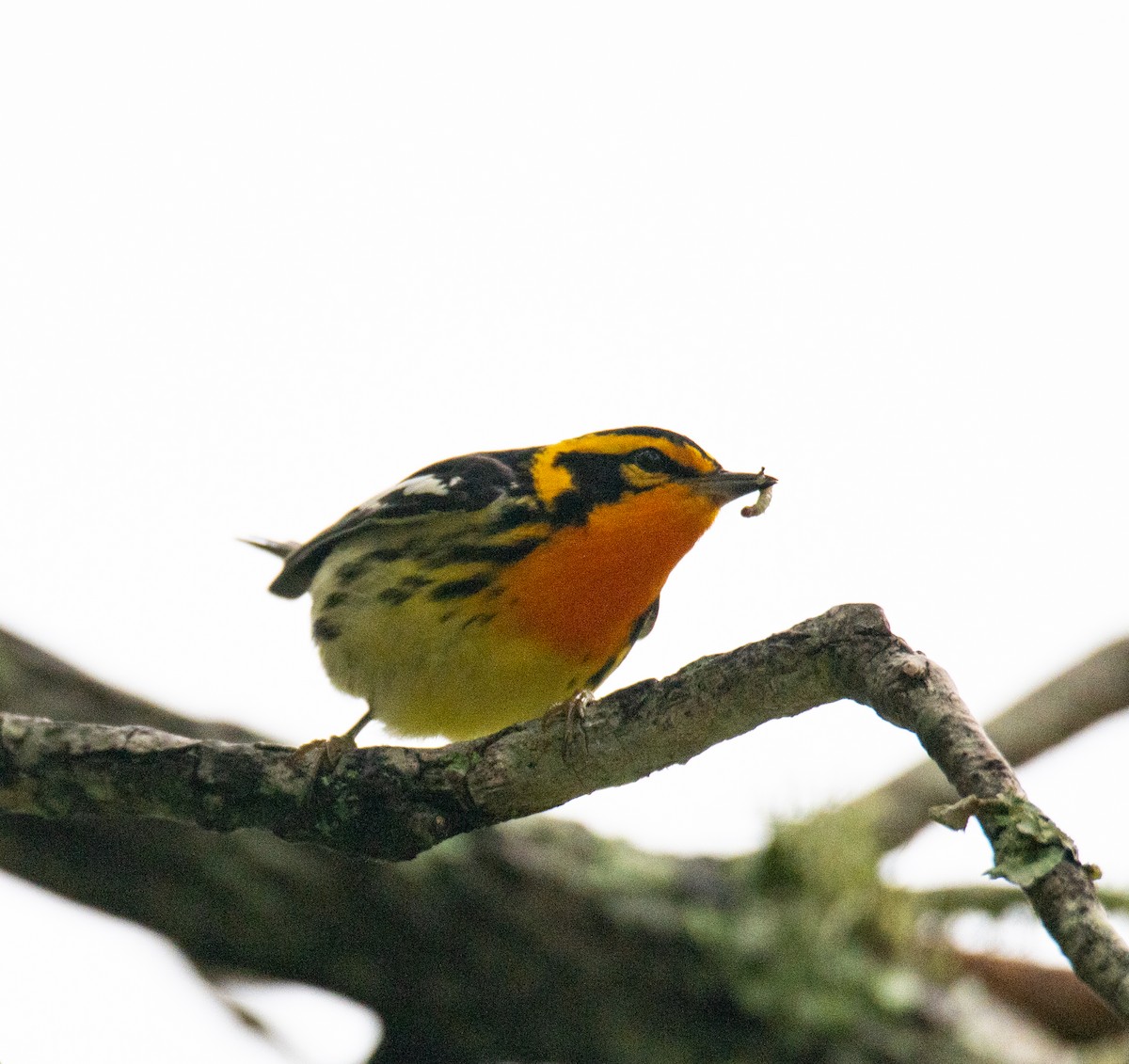 Blackburnian Warbler - ML618811016