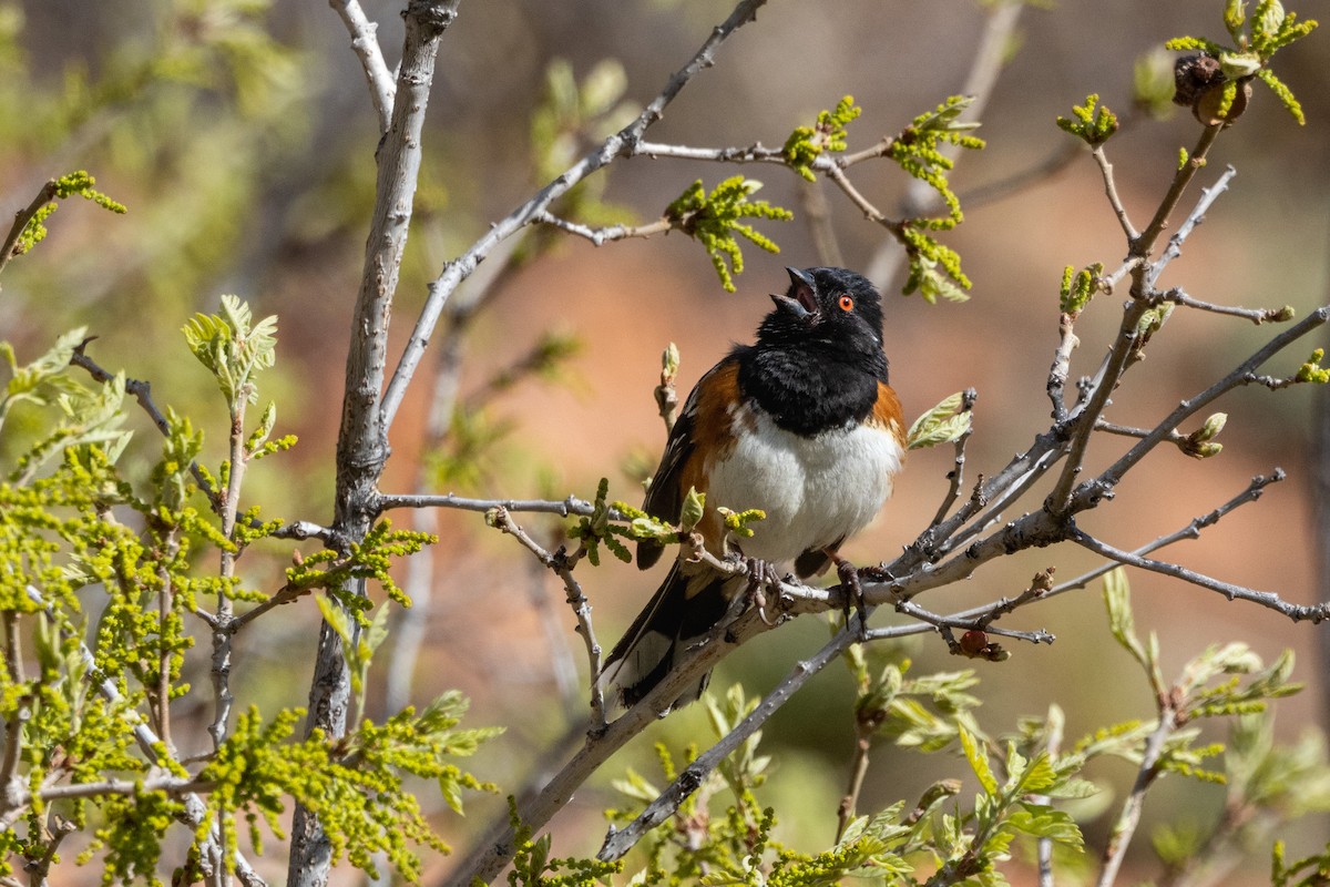 Spotted Towhee - Chris Scott