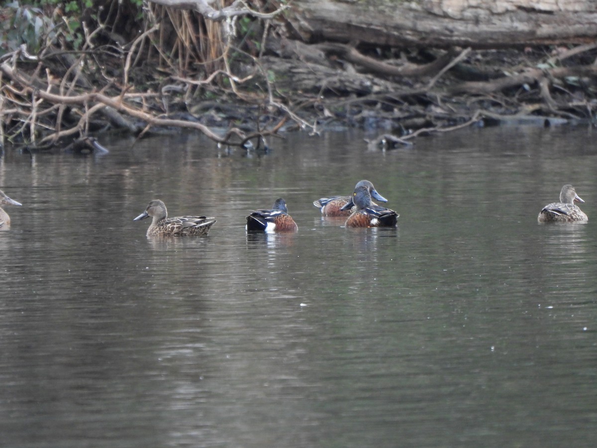 Australasian Shoveler - Jeffrey Crawley