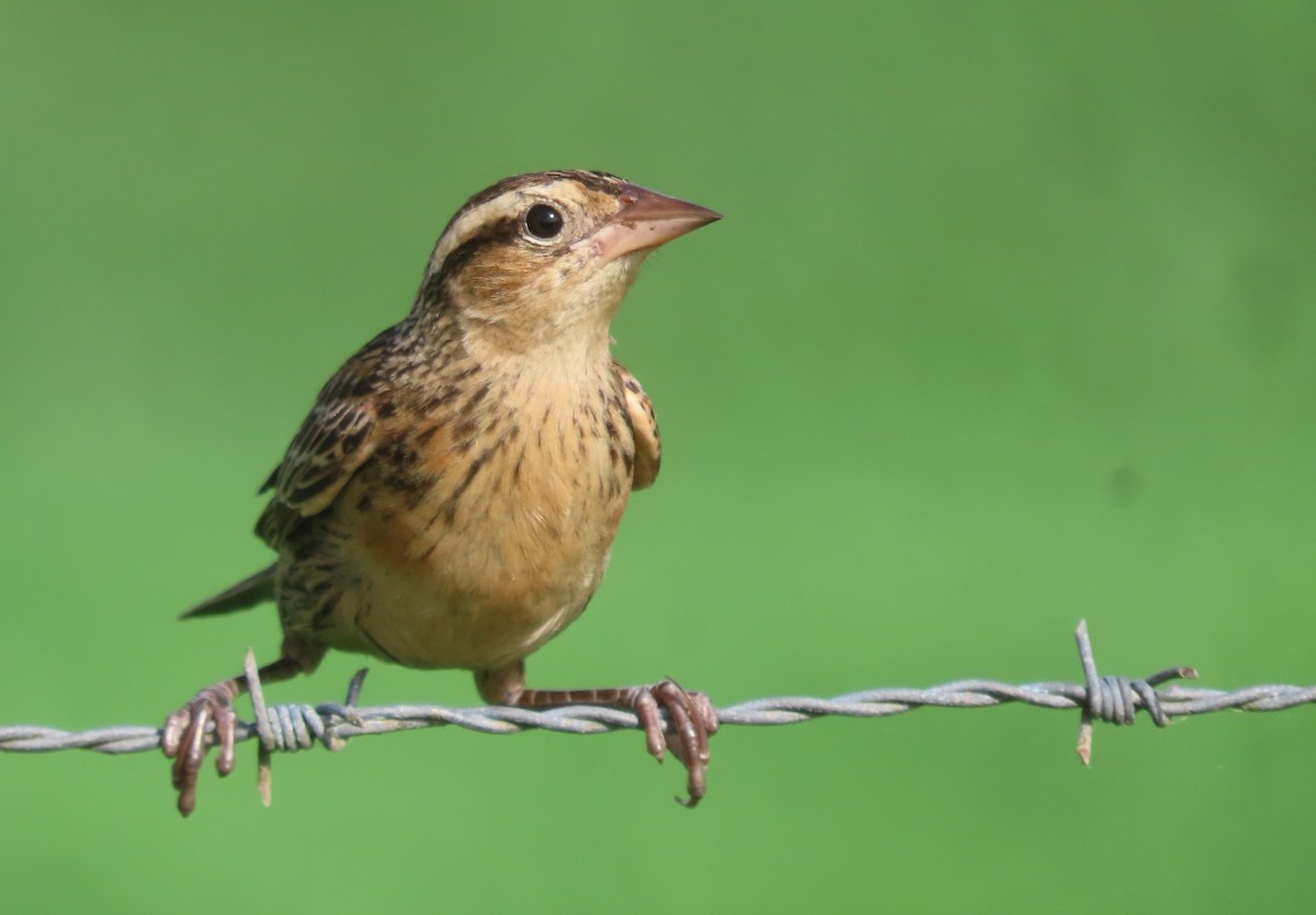 Red-breasted Meadowlark - sylvain Uriot