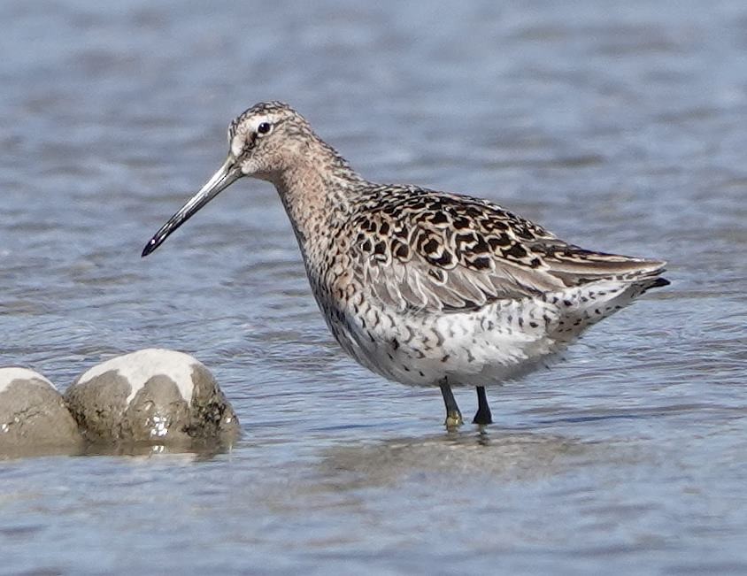 Short-billed Dowitcher - Pat Lucas