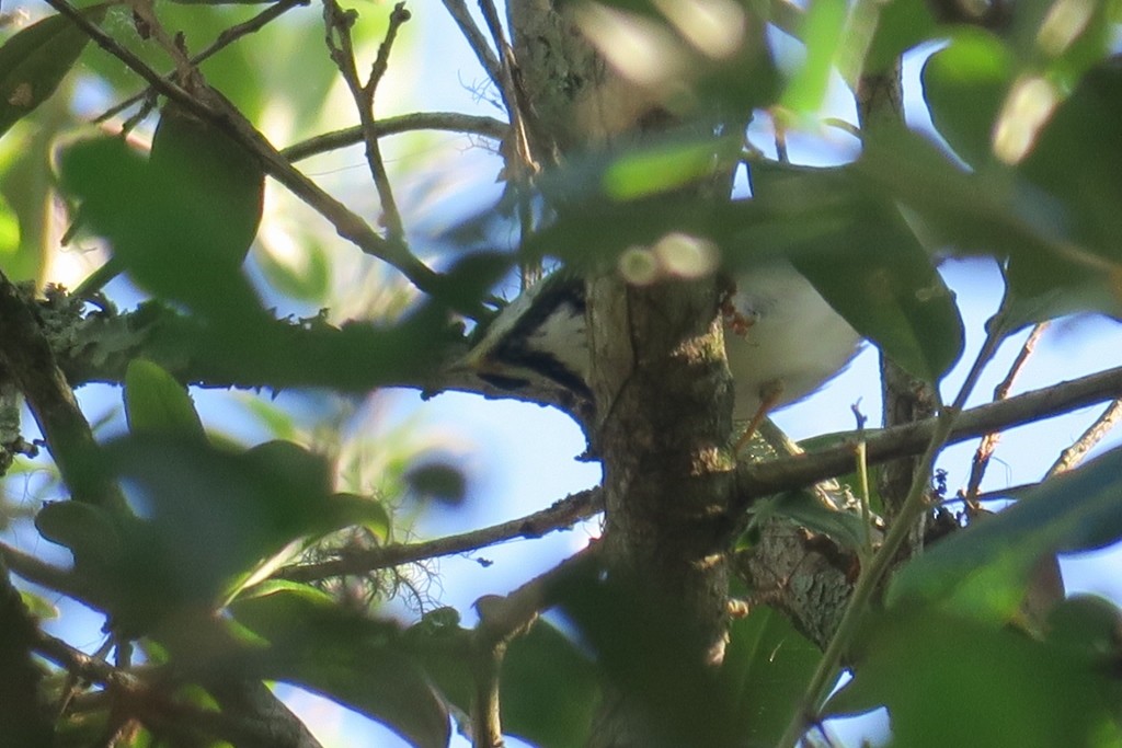 Blackpoll Warbler - ML618811052