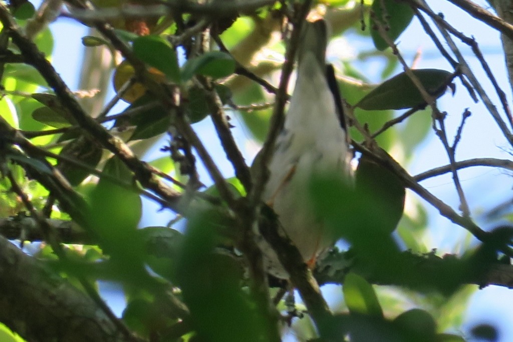 Blackpoll Warbler - ML618811053