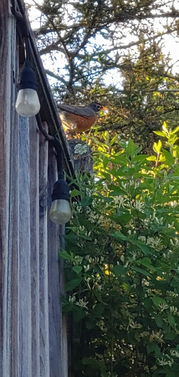American Robin - ML618811075