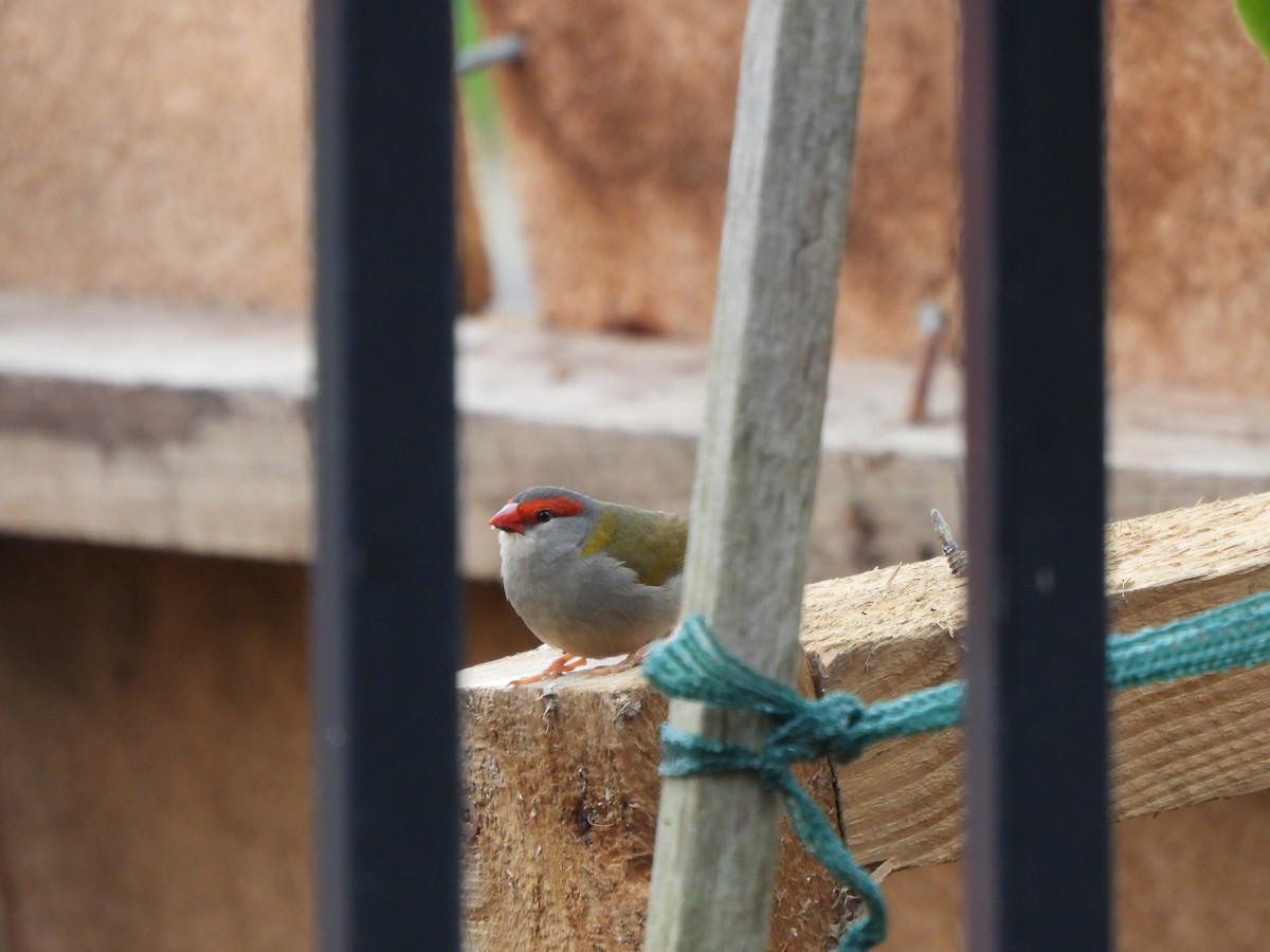 Red-browed Firetail - Jeffrey Crawley