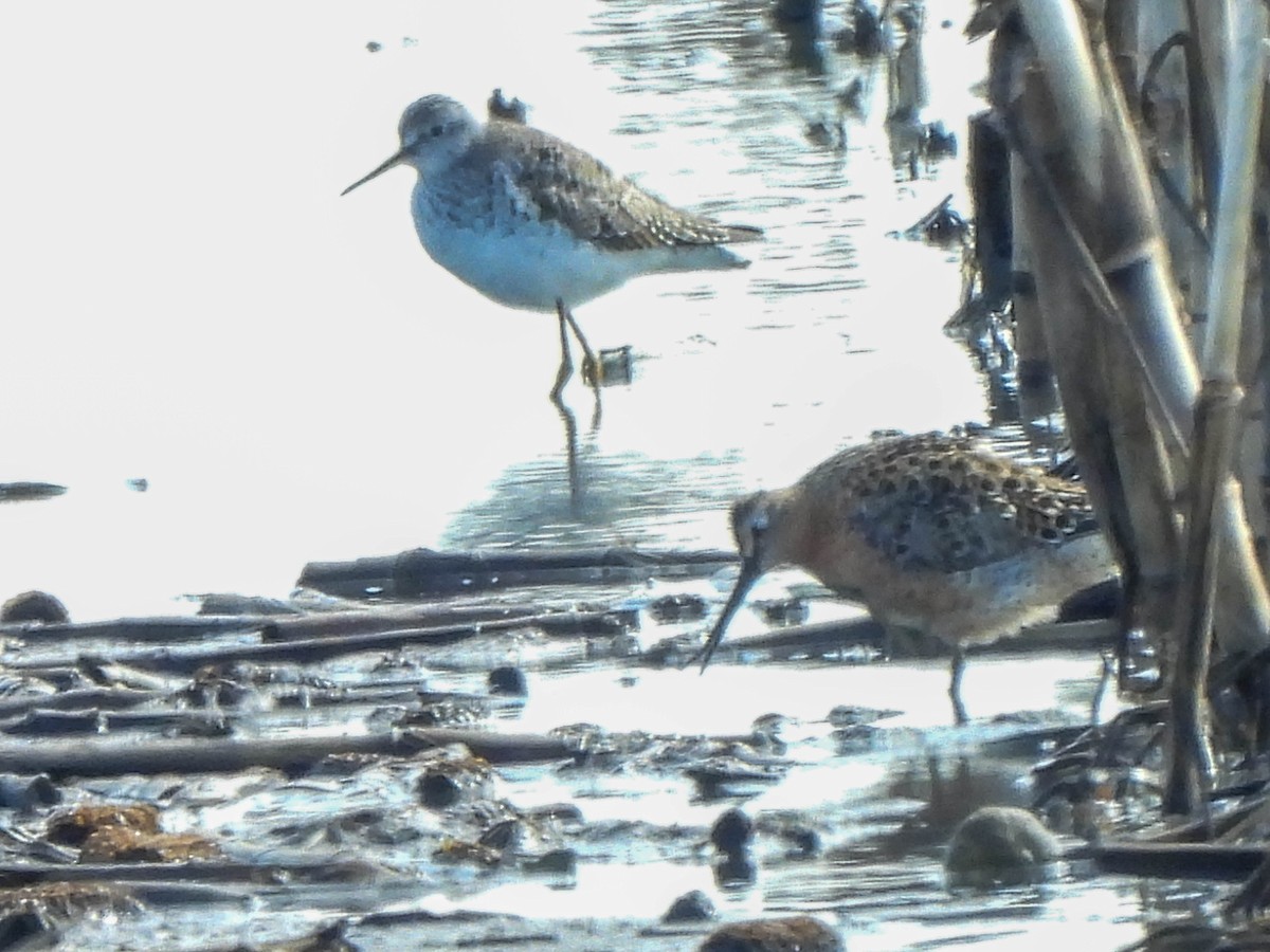 Lesser Yellowlegs - ML618811079