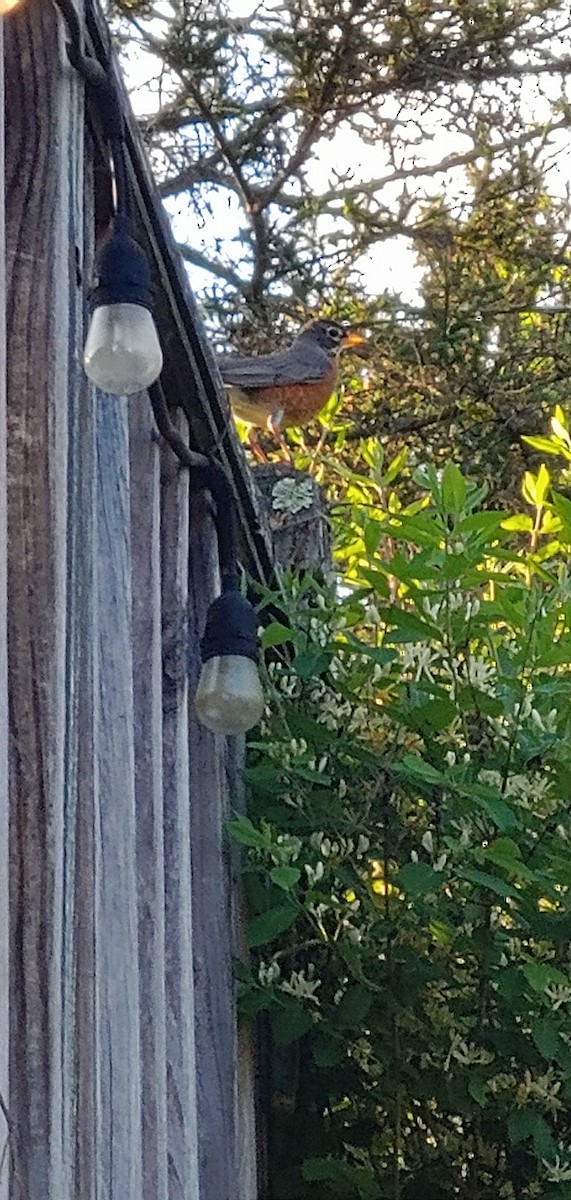 American Robin - ML618811087