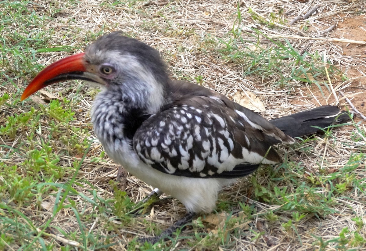 Southern Red-billed Hornbill - Hubert Söhner