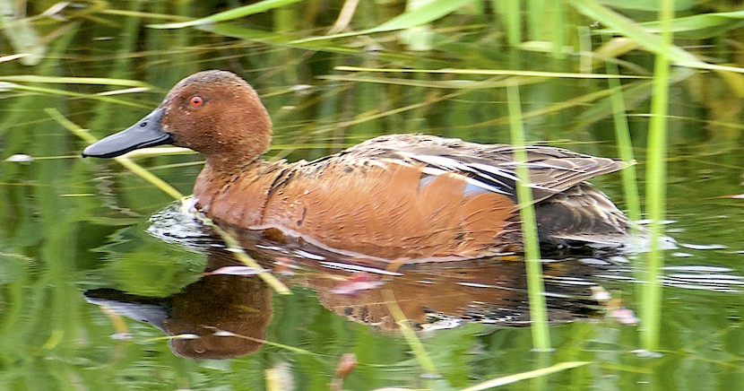 Cinnamon Teal - Dave Trochlell