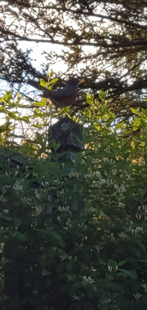 American Robin - ML618811104