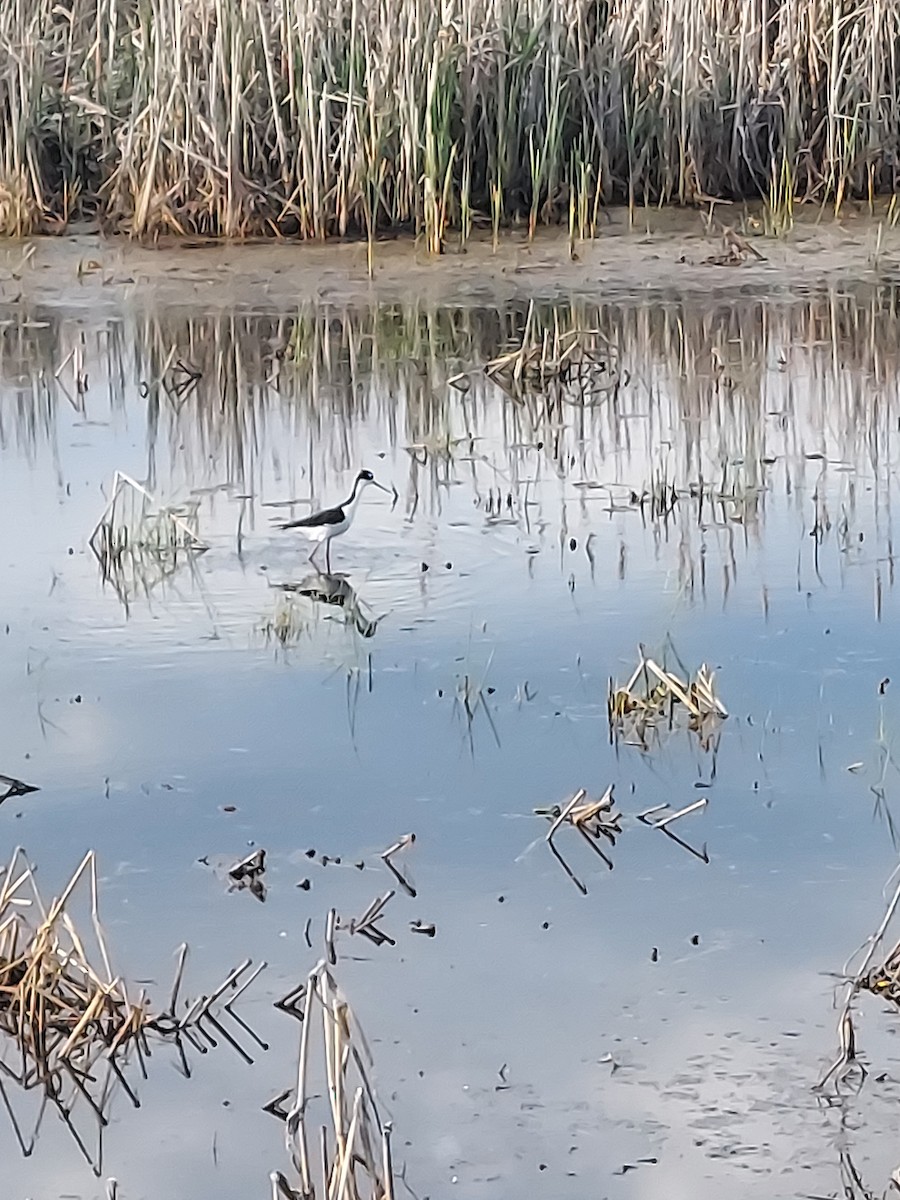 Black-necked Stilt - Leslie Andrich