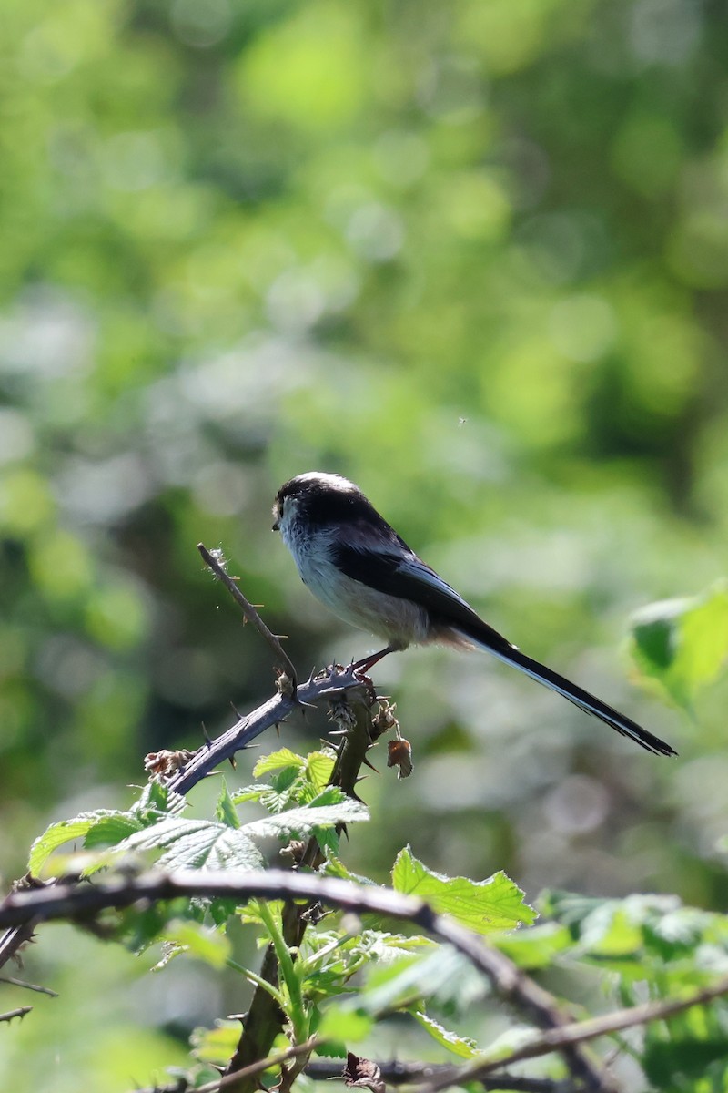 Long-tailed Tit - Anonymous