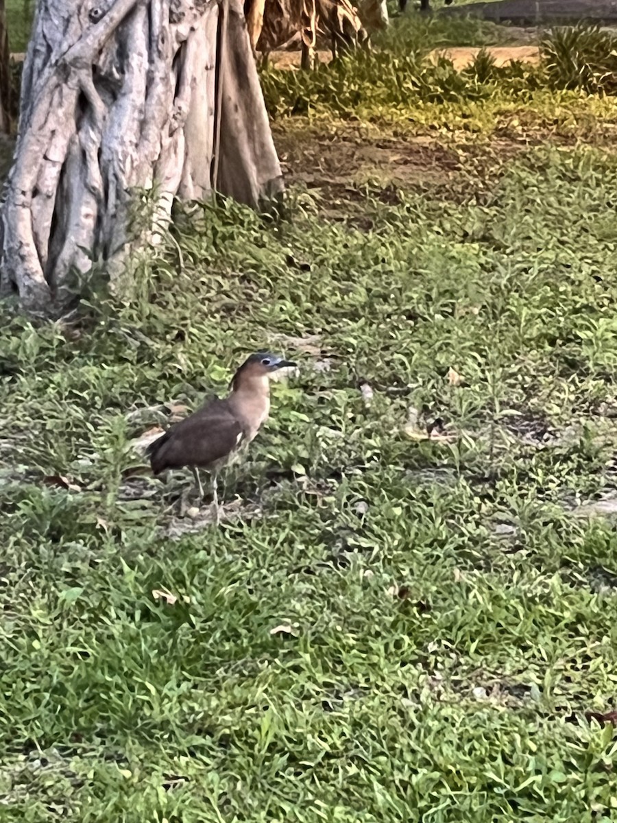 Malayan Night Heron - 韋勳 陳