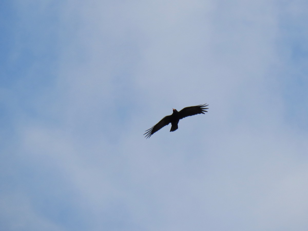 Red-billed Chough - ML618811143