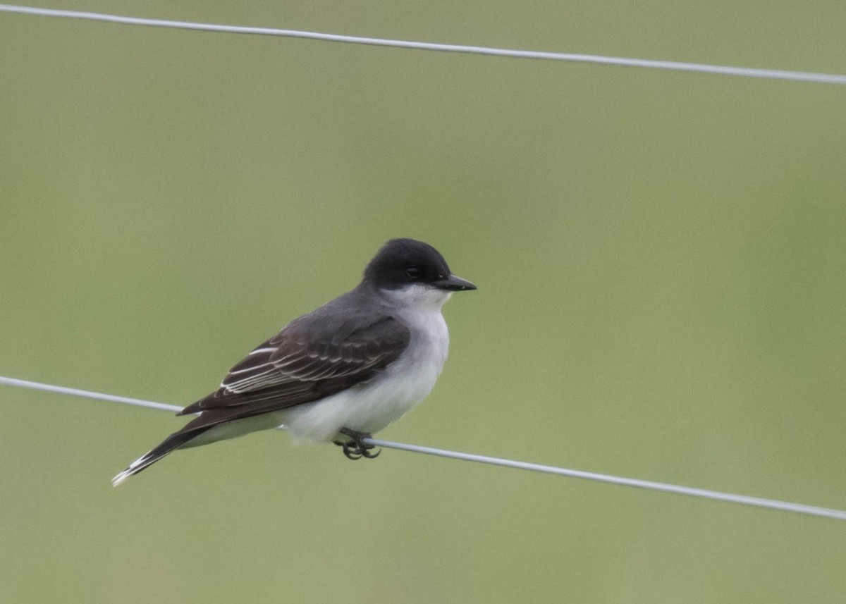 Eastern Kingbird - Harrison Ponn