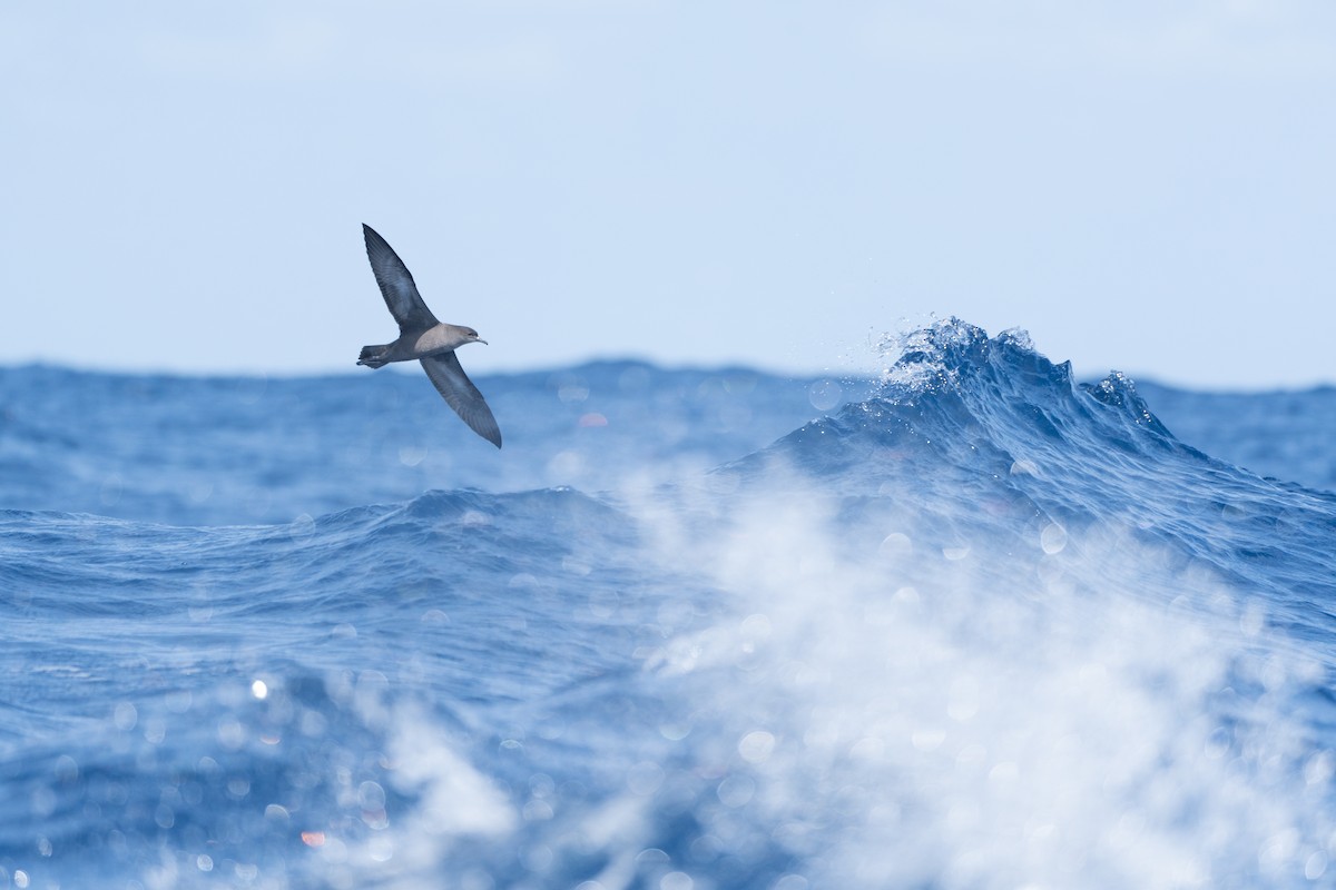 Short-tailed Shearwater - Li-Kai Yen