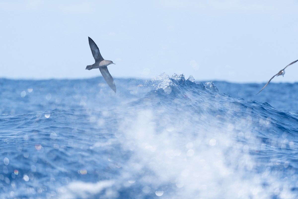 Short-tailed Shearwater - Li-Kai Yen