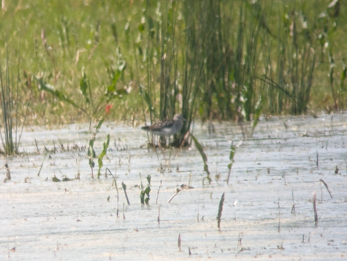 Bruchwasserläufer - ML618811155