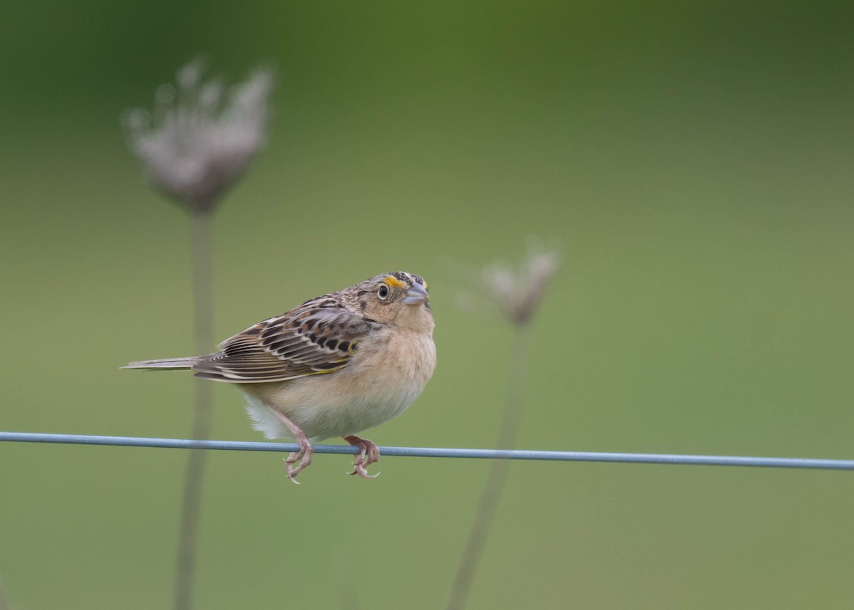 Grasshopper Sparrow - ML618811156