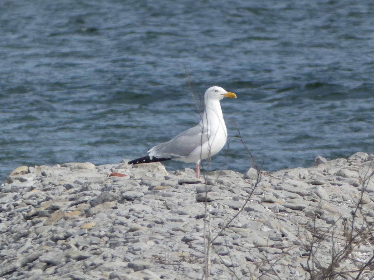 Herring Gull - Paul Mackenzie