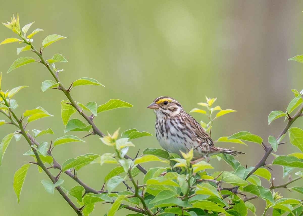 Savannah Sparrow - Harrison Ponn