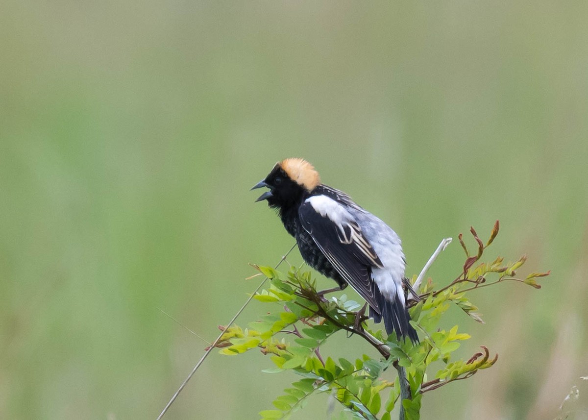 bobolink americký - ML618811200