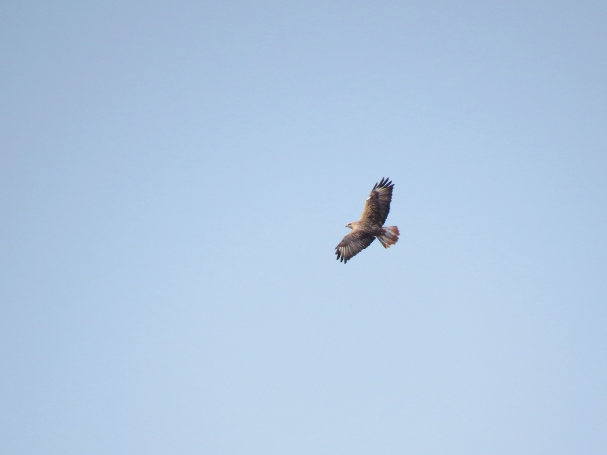 Long-legged Buzzard - Mark Smiles