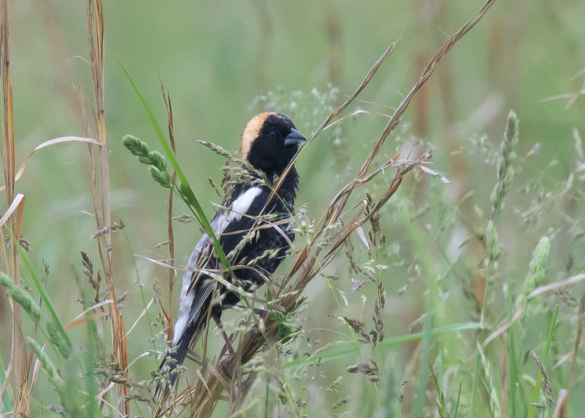 bobolink americký - ML618811205