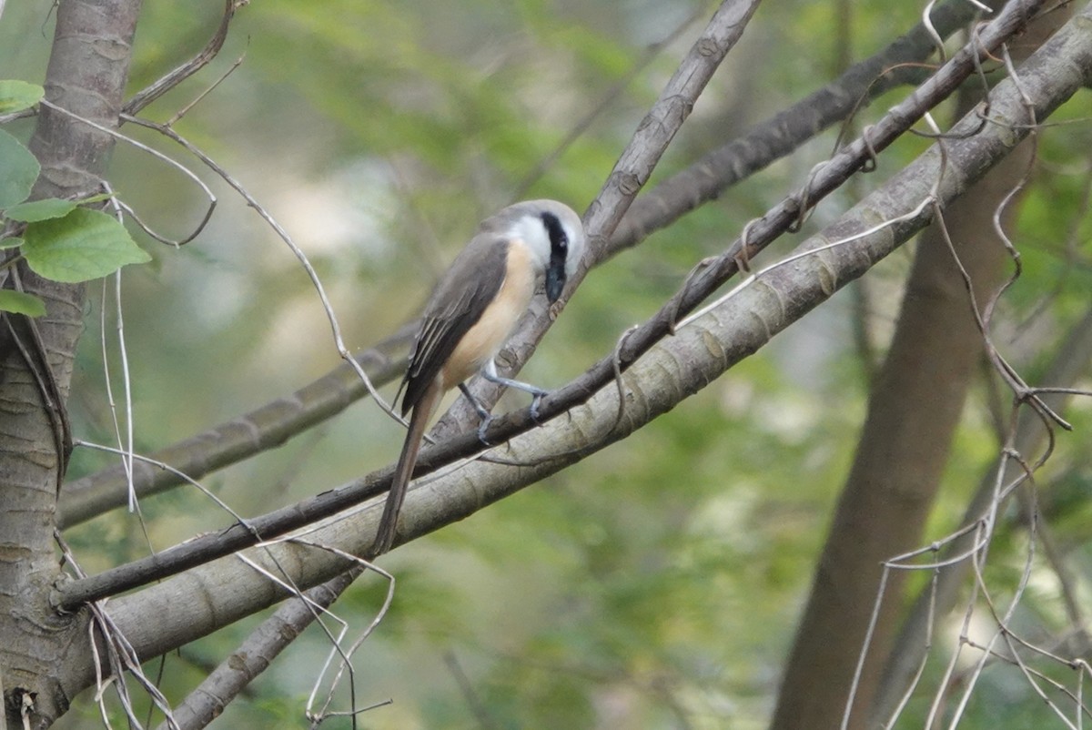 Brown Shrike (Philippine) - Lam Chan