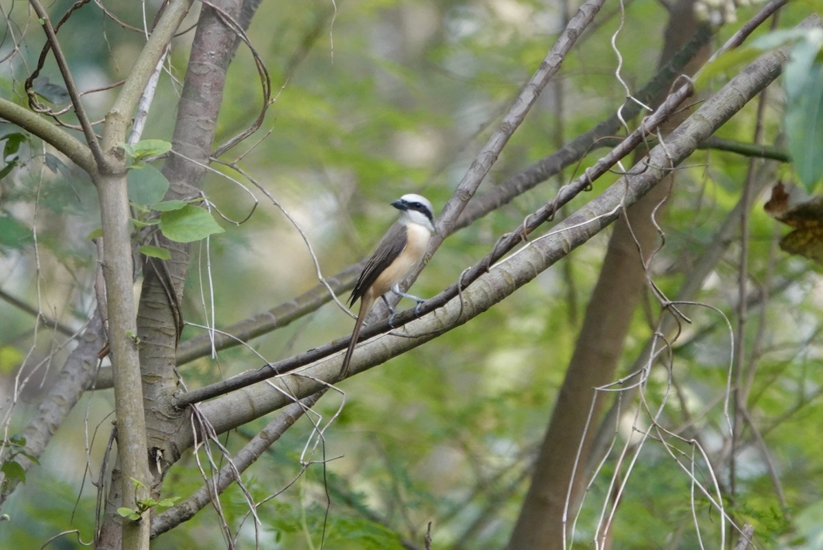 Brown Shrike (Philippine) - Lam Chan