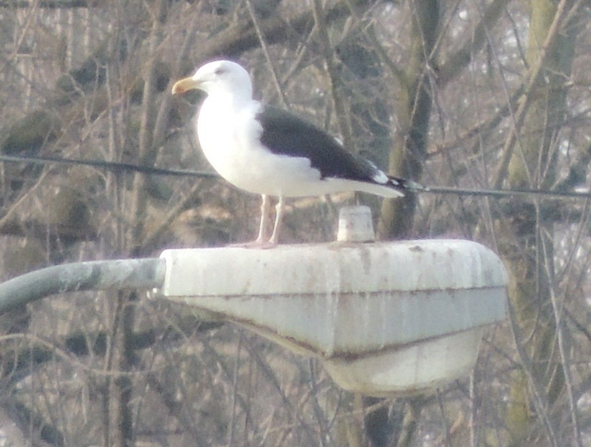 Great Black-backed Gull - Jeffrey C and Teresa B Freedman