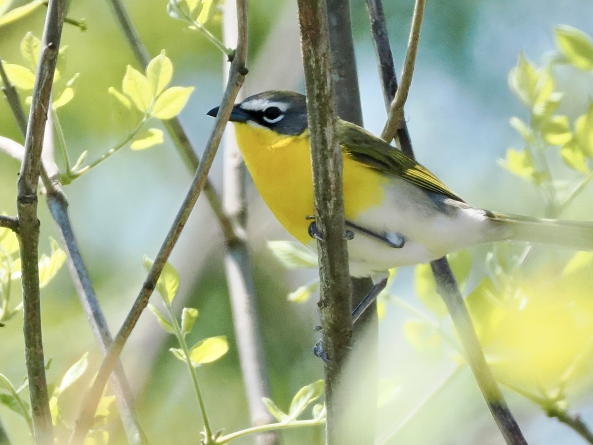 Yellow-breasted Chat - Jeff Lamson