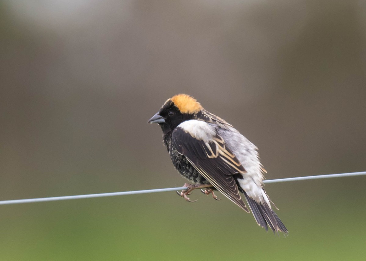 Bobolink - ML618811218