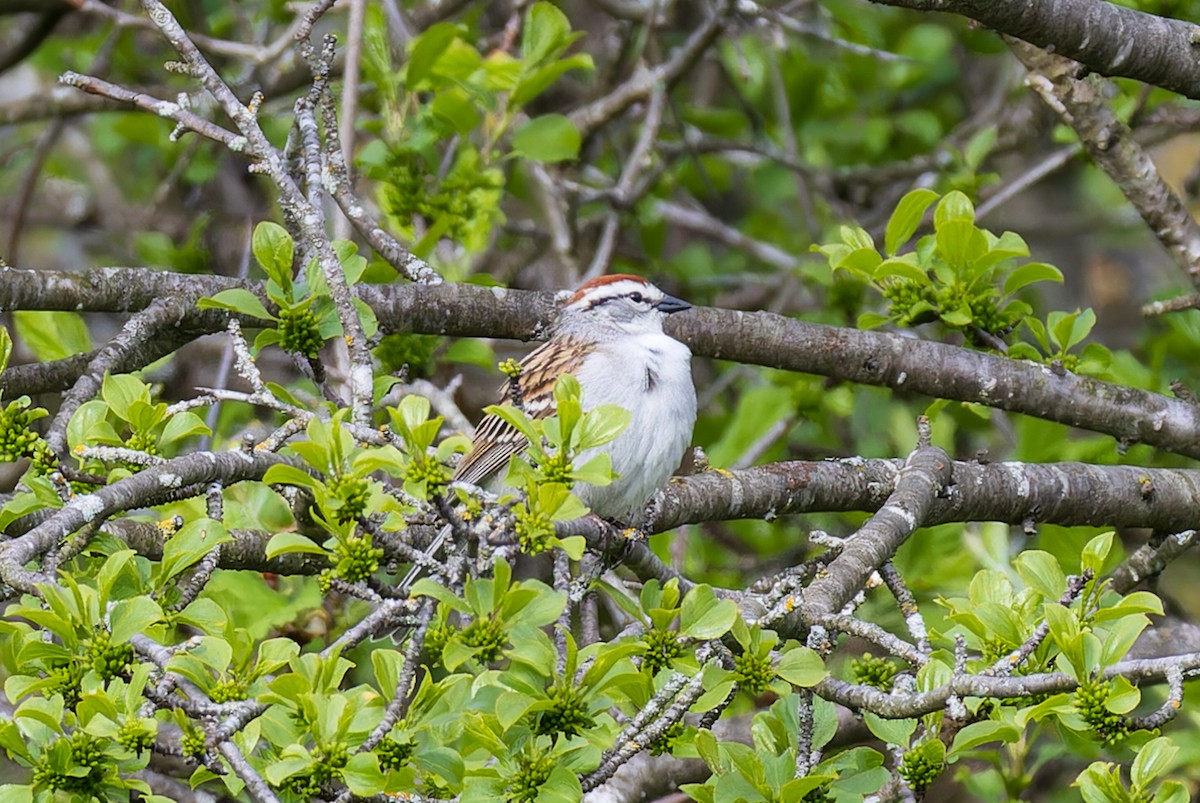 Chipping Sparrow - David LeBlanc