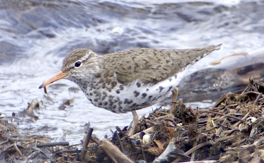 Spotted Sandpiper - Dave Trochlell