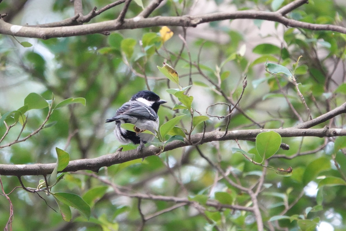 Mésange de Chine - ML618811229