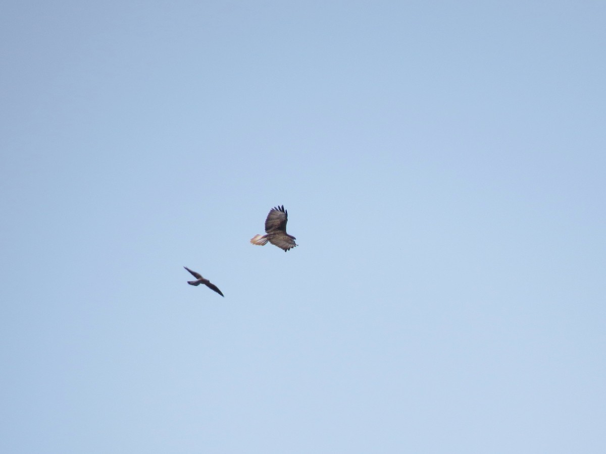 Long-legged Buzzard - Mark Smiles