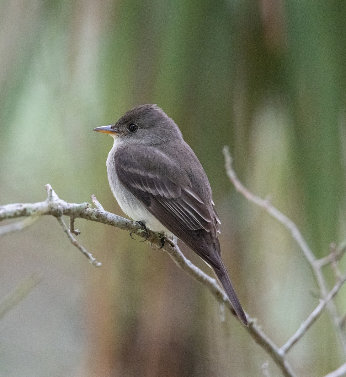 Eastern Wood-Pewee - Robert Provost