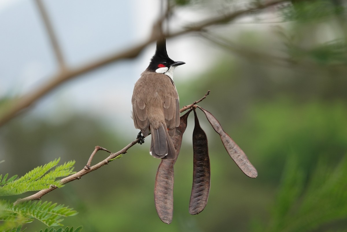 Red-whiskered Bulbul - ML618811242