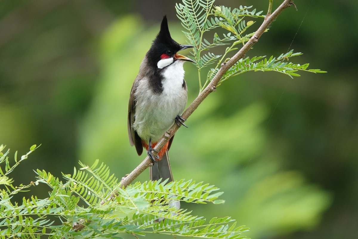 Red-whiskered Bulbul - ML618811243