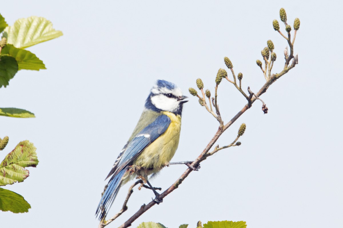 Eurasian Blue Tit - Letty Roedolf Groenenboom