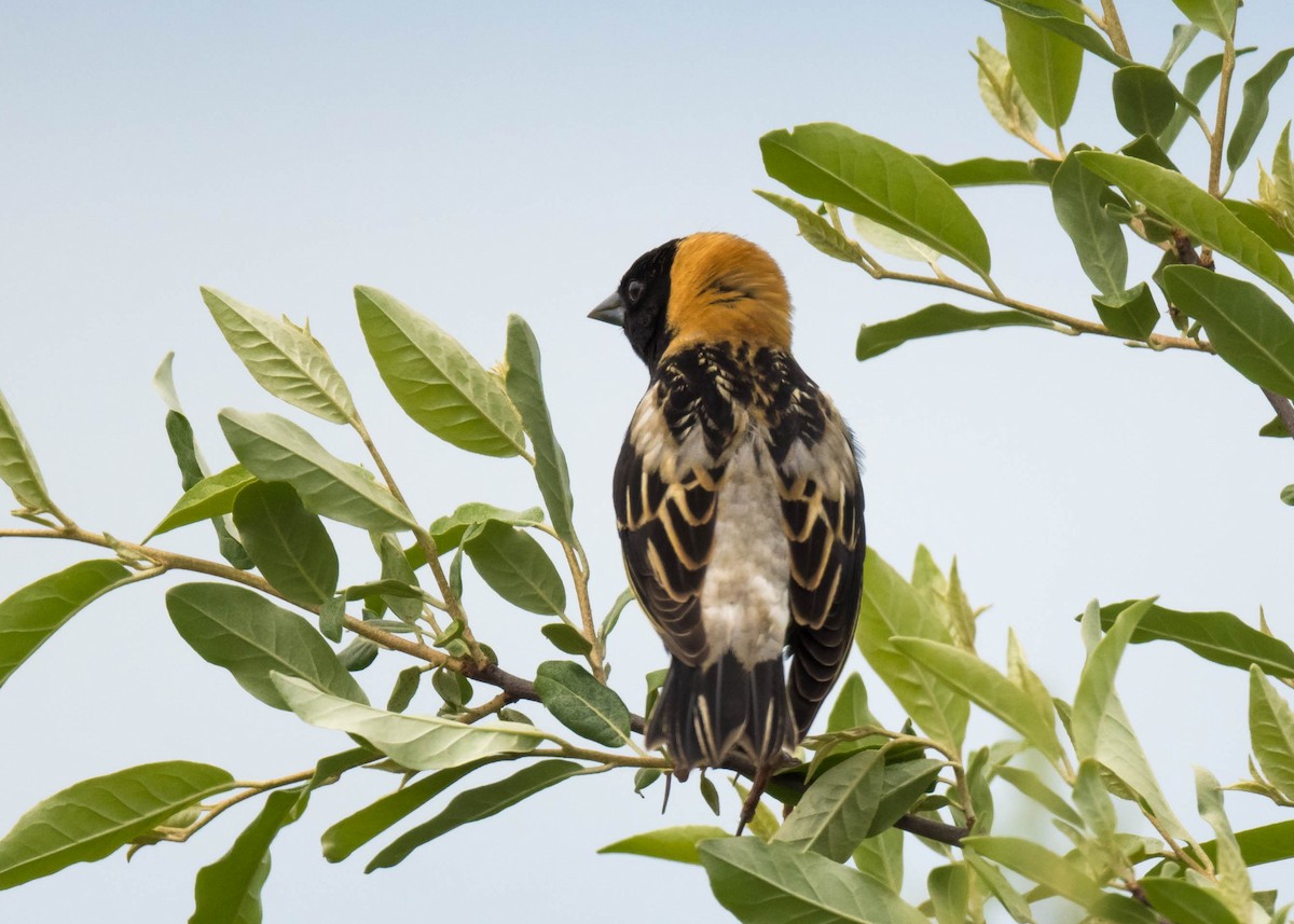 bobolink americký - ML618811245