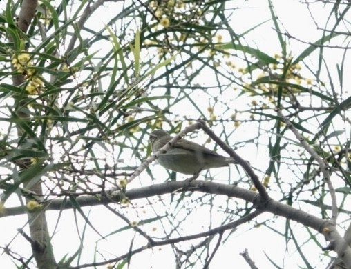 Arctic Warbler - Lam Chan