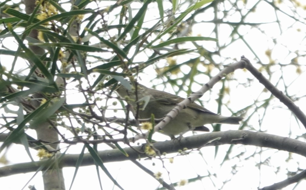 Arctic Warbler - Lam Chan