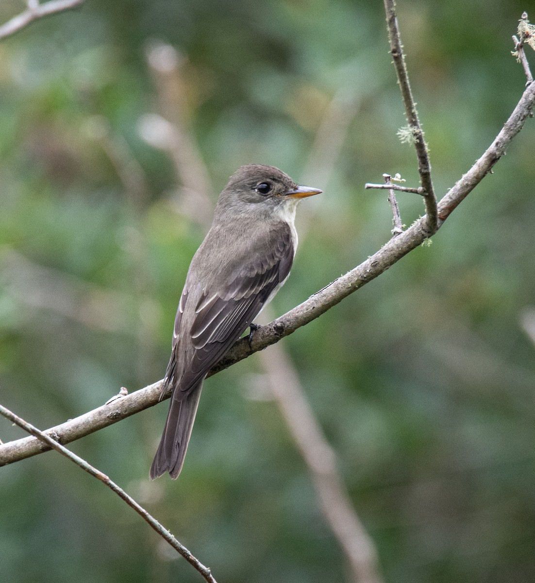 Eastern Wood-Pewee - Robert Provost