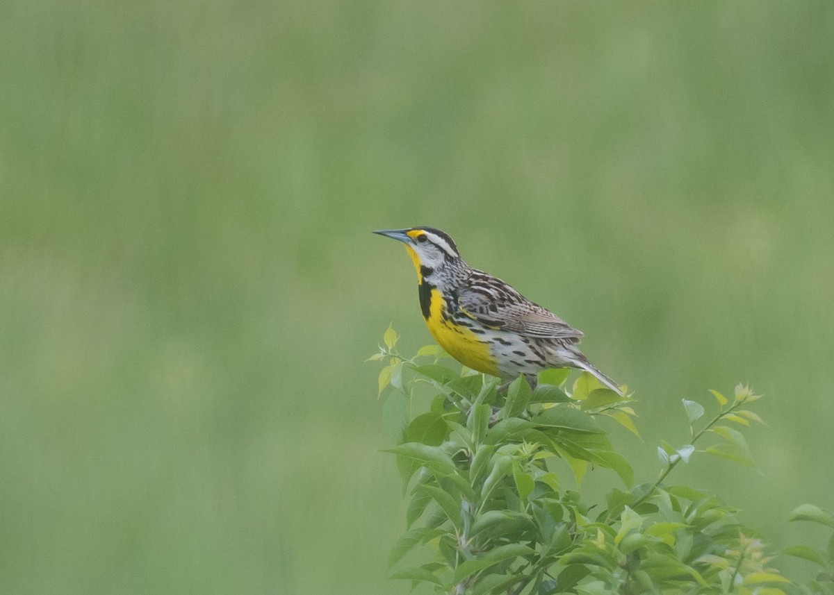 Eastern Meadowlark - ML618811279