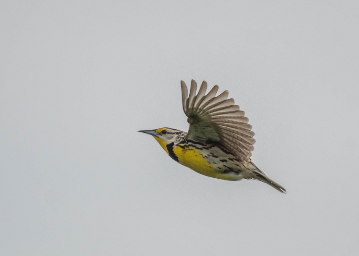 Eastern Meadowlark - Harrison Ponn