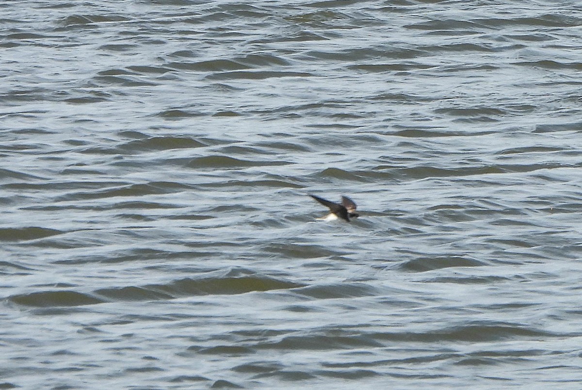 Bank Swallow - Susan Brauning